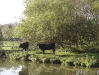  Cows at the Canalside                              