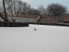 frosty-morning-05-01.jpg
