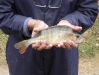  A nice Perch!                              