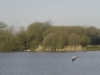 Heron in flight over King Lear lake.